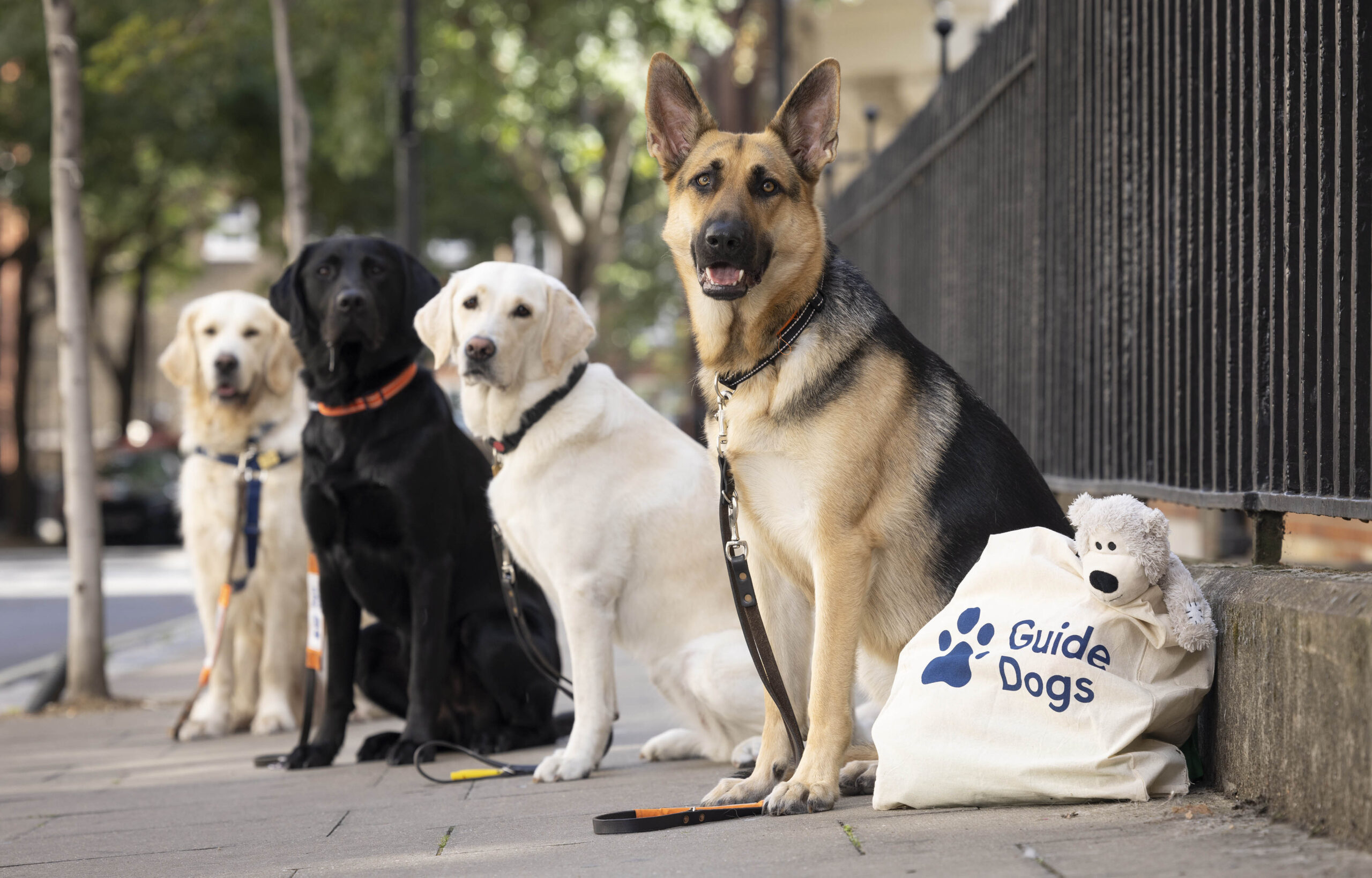 what-it-takes-to-be-a-guide-dog-blog-ibvi