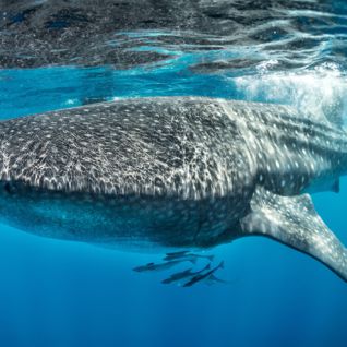 Whale Shark, Djibouti