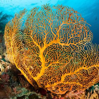 Gorgonian Sea Fan