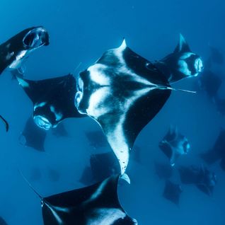 Manta ray in maldives