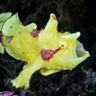 yellow frogfish