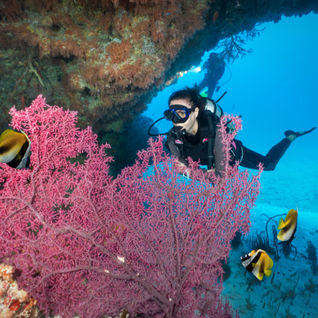 woman diving near coral and fish