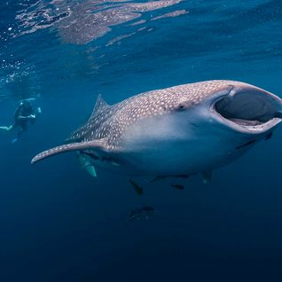Whale shark with swimmer