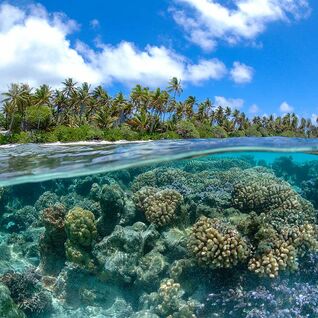 Coral above and below water