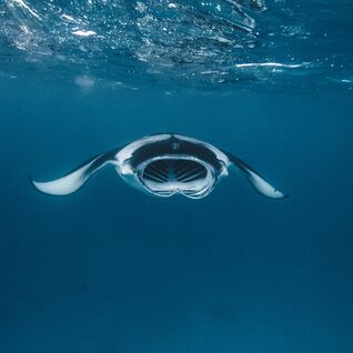 Manta ray