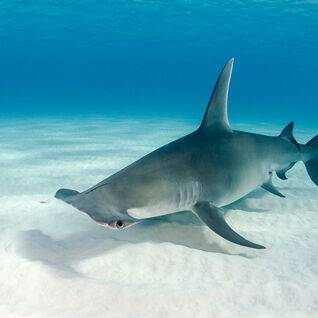 Hammerhead shark