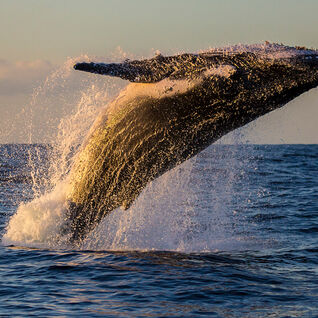 humpback whale