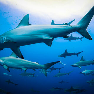 Schooling Hammerheads