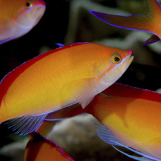 Redfin Anthias