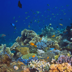 Coral Reef, Bali