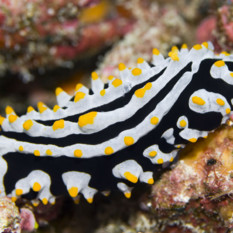 Yellow, White and Black Nudibranch