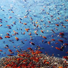 Underwater Fish