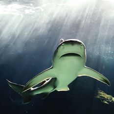 Bull Shark, Bahamas