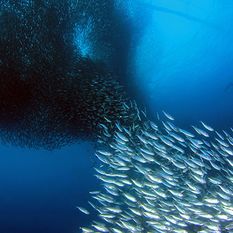 diving philippines