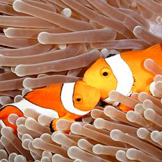 clownfish coral reef fiji