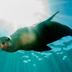 diving seal