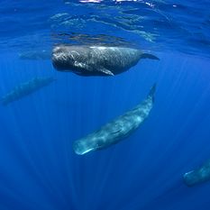 sperm whales