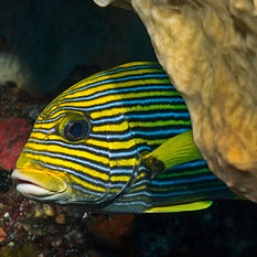 sweetlips diving Raja Ampat