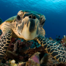 sea turtle 