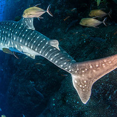 whale shark diving