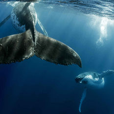 humpback whale and calf