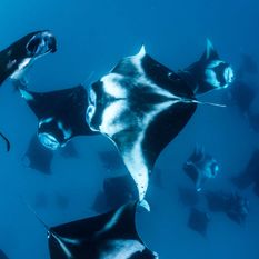 Manta ray in maldives