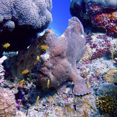 frogfish moalboal