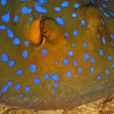 blue spotted stingray