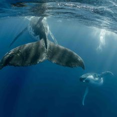 humpbacks swimming