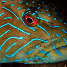 diving alor, Indonesia