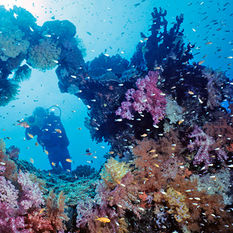 coral reef, Papua New Guinea 