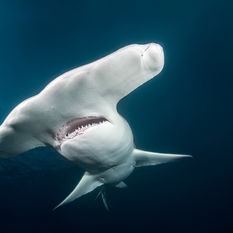 Hammerhead Shark