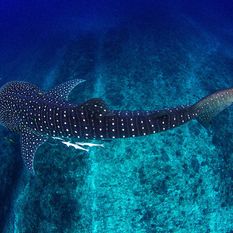 whale shark ningaloo reef