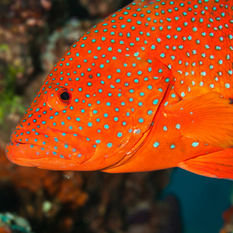 Coral Grouper