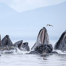 Humpback whales