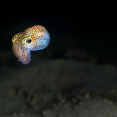 Bobtail Squid