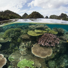 shallow coral reef, Raja Ampat