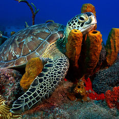 green turtle