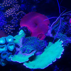 UV night dive