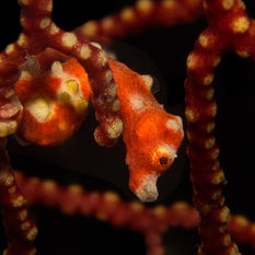 pygmy seahorse