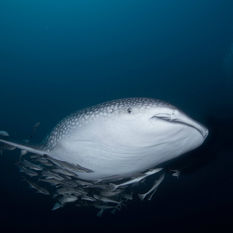 whale shark oman