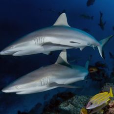 reef sharks