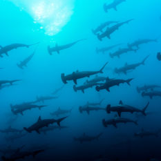 Schooling hammerheads