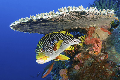 A fish off the coast of Komodo