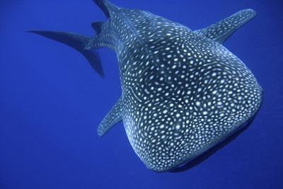 Whale Shark