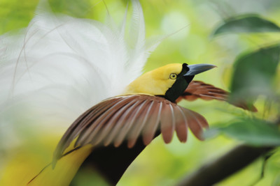 Bird of Paradise