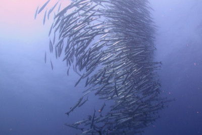 School of barracuda