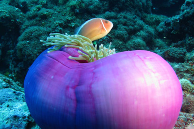 Pink anemone fish