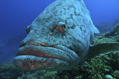 Giant potato cod, Great Barrier Reef