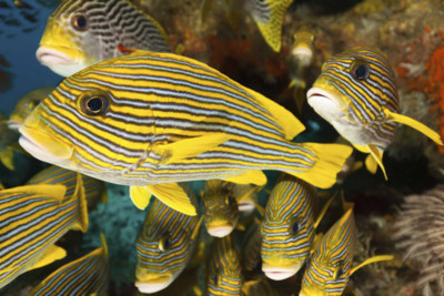 Colourful fish in Raja Ampat